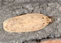 Agonopterix pallorella